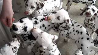 Funny Peanut Butter Dalmatian Insanity [upl. by Addy]