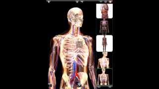 ZYGOTE 3D ANATOMY ATLAS amp DISSECTION LAB APP  Rendering [upl. by Kornher]