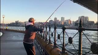 Sydney harbour jewfish أسماك وحوش بأستراليا sydney fishing daiwashorts صيد [upl. by Doig176]