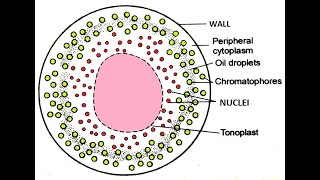 Vaucheria Morphology [upl. by Doownyl]