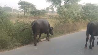 Jitendra Yadav soron prayagraj se hadiya Haryana Punjab se bhains aate Hain aap log video dekhne [upl. by Essirehs]