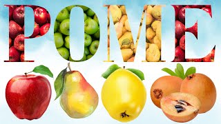 Pome  Exploring Pome Fruits  Types Uses amp Fun Facts  100 List of Pome Fruits  English Mastery [upl. by Eniamrej]