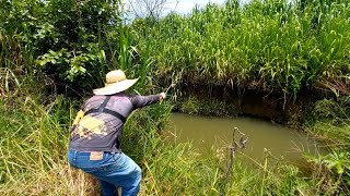 Valão escondido no meio da plantação de arroz usei varinha de bambu e peguei muita traíra [upl. by Giulia]