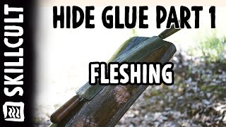 Quality Hide Glue From Scratch 2 Fleshing [upl. by Ahselrac]