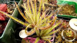 Drosera regia  The King Sundew Carnivorous Plant [upl. by Aznecniv]