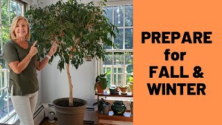 Help Your Ficus Tree Thrive during Fall and Winter [upl. by Abil857]