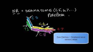 Dermatomes and Pure Patches upper extremity [upl. by Glenn]