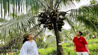 RecordBreaking Coconut Seedling Plantation Pinaka malaki sa Luzon [upl. by Nuahc]