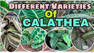 Different Varieties of CALATHEA PlantsIDENTIFICATION [upl. by Eisse]