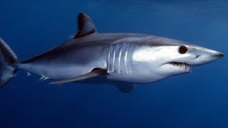 Facts The Mako Shark [upl. by Bettye]