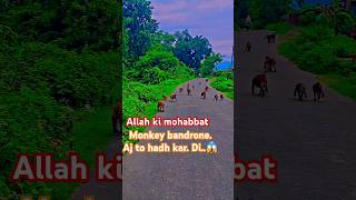 Allah ki Mohabbatkai sebamonkey bandrone Aj to hadh kardeviralvideo 😱 [upl. by Kruse]