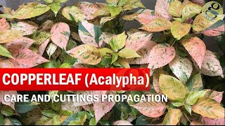 COPPERLEAF Plant Care  Acalypha wilkesiana  How to grow Khalifa Plant from Cuttings  in English [upl. by Tesler108]