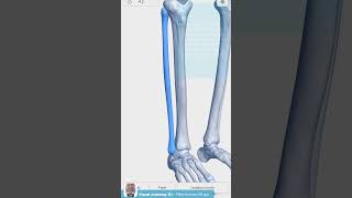 Visual Anatomy 3D Fibula Facts [upl. by Christina]