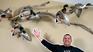 Waterfowl Taxidermy Collection Travis [upl. by Greg]