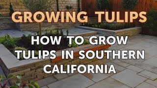 How to Grow Tulips in Southern California [upl. by Avi692]