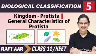 Biological Classification 05  Kingdom  Protista l Characteristics of Protista l Class 11NEET [upl. by Noreik]