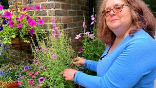 Add height to your border with these tall herbaceous perennials [upl. by Seleta]