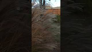 Miscanthus Maiden Grass in the fall garden [upl. by Dranik244]