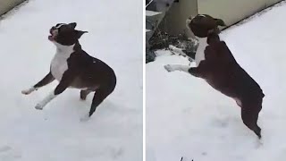 Boston Terrier cant stop jumping to catch snowflakes [upl. by Aeuhsoj124]