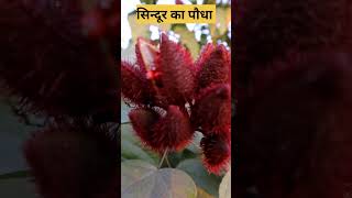 सिन्दूर का पौधा plants [upl. by Deibel605]