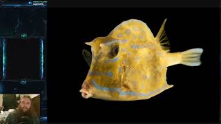 Fish Friday 148  Scrawled Cowfish [upl. by Drawde786]