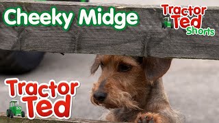 Cheeky Midge 🐶  Tractor Ted Shorts  Tractor Ted Official Channel [upl. by Arreyt405]