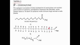 CORSO DI BIOCHIMICA  LEZIONE 30 DI 47  CATABOLISMO DEGLI ACIDI GRASSI  PARTE 3 [upl. by Airod]