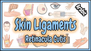 58 Skin Ligaments  Retinacula Cutis  الأربطة الجلدية [upl. by Bonney297]