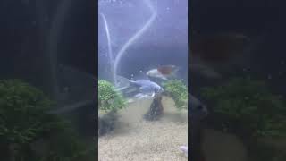 Beautiful koi fish Fish Aquarium setup Gold Fish tank setup shorts viral fish aquarium [upl. by Bronder]