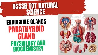 Parathyroid Gland Physiology and Biochemistry for DSSSB TGT NATURAL SCIENCE parathyroid [upl. by Anitrebla]