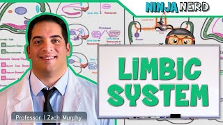 Neurology  Limbic System Anatomy amp Function [upl. by Noied]