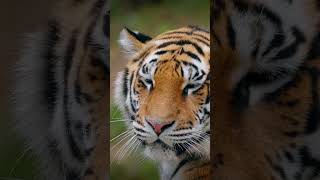 The tiger Panthera tigris is a member of the genus Panthera native to Asia worldtiger [upl. by Trixie]