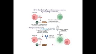 CD73 Combating Tumor Immunosuppression by Targeting Adenosine [upl. by Nemra333]