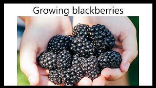 Growing blackberries  from planting to first harvest [upl. by Adnaluy]