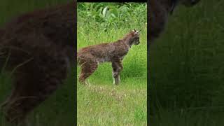 Silent StalkersThe Mysterious Eurasian Lynx shorts [upl. by Jorrie]