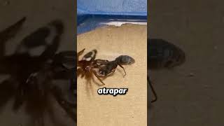 Una lucha increíble Araña contra Hormiga insectos [upl. by Nilcaj840]