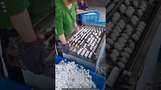 Silkworm cocoon processing 🙄 silkwormprocessing silkproduction [upl. by Atirahs572]