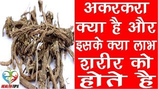 अकरकरा के फ़ायदे  AkarkaraAnacyclus Pyrethrum Benefits amp Use in Hindi [upl. by Nance]