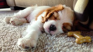 Dog Calming Music💗🐶Deep Separation Anxiety Music for Dog Relaxation 💓🎵Peaceful Sleep for Dog [upl. by Arodasi]