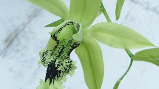 Coelogyne pandurata Massy [upl. by Hollinger537]