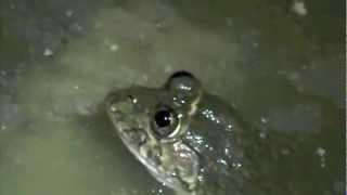 Sewer frog in Accra Hoplobatrachus occipitalis [upl. by Liza]