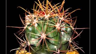 Ferocactus video [upl. by Oech968]