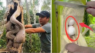 Park Rangers Find Eggs In Trees When They Realize What It Really Is They Call The Police [upl. by Keegan430]