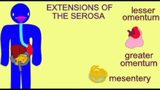 AP2 3 SEROSA OF THE DIGESTIVE TRACT [upl. by Egres43]