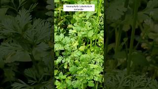 Heterophylly  plasticity in coriander neet2024 ytshorts neetbiology [upl. by Neelik431]