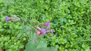 Una pianta al giorno LA PULMONARIA [upl. by Heshum878]