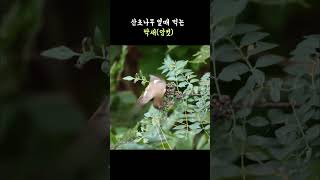 딱새암컷 Daurian Redstartfemale bird [upl. by Airotal]