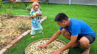 Bibi helps Dad Processing Thai eggplants harvested [upl. by Aspa]