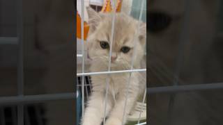 2 month old kitten cat desperately meowing [upl. by Harriett890]