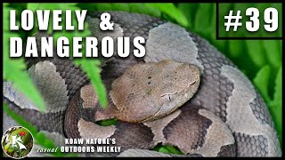 Meet a Wild EASTERN COPPERHEAD Agkistrodon contortrix Juvenile  KNOW 39 [upl. by Spiro856]